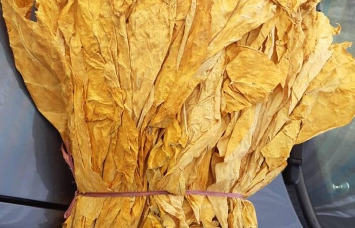 تاریخچه تولید برگ توتون و تنباکو 1 - پارس روشنا