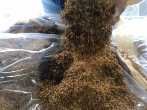 روشهای قدیمی استفاده از توتون و تنباکو در فرهنگهای مختلف 3