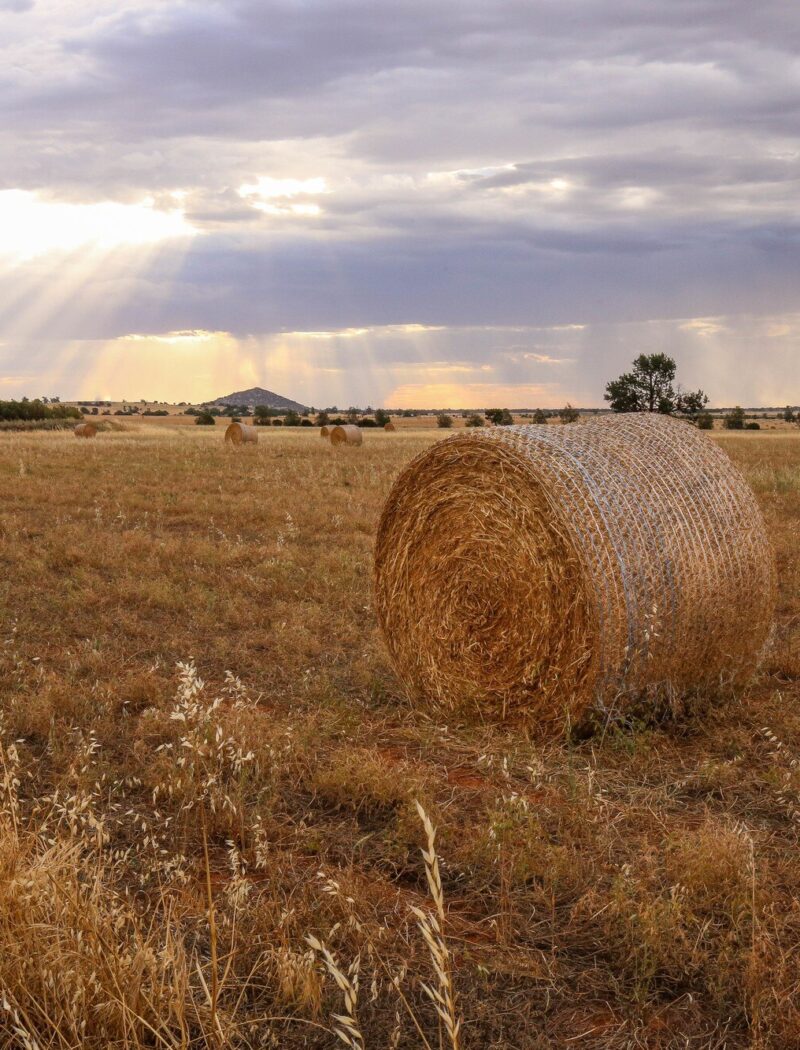 کشاورزی دیم