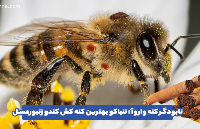 تنباکو برای کنه واروآ