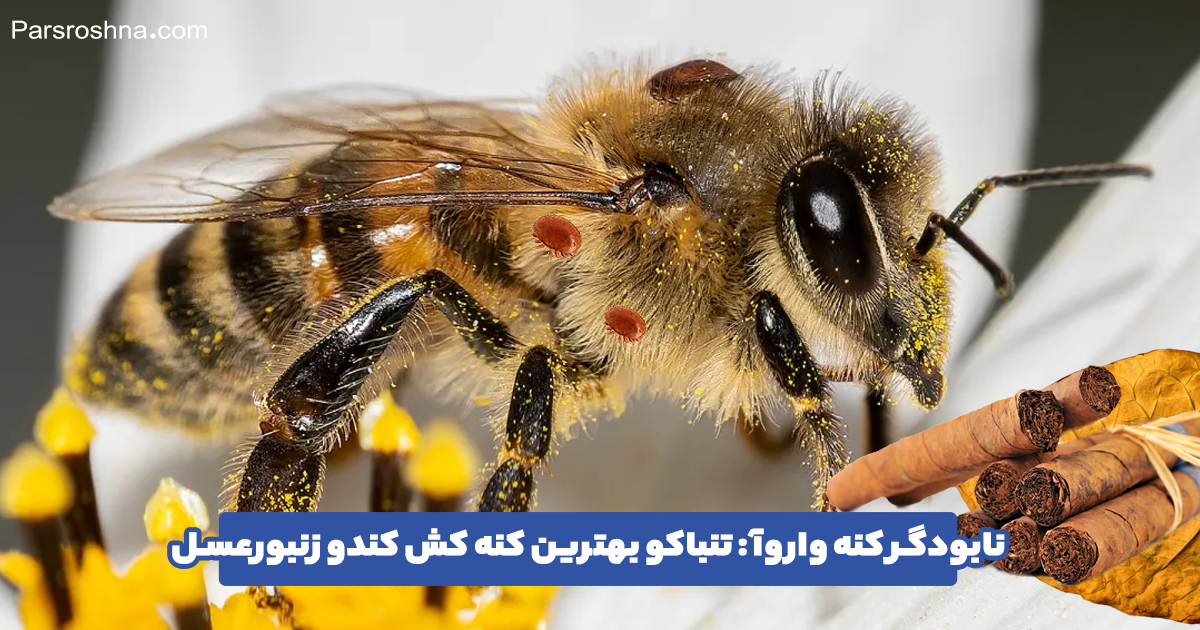 تنباکو برای کنه واروآ